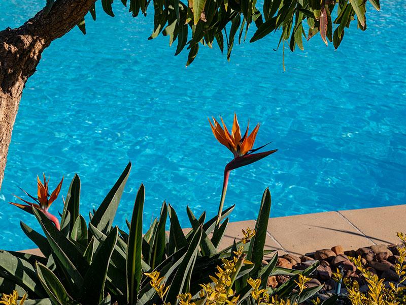 Pool with plants and flowers